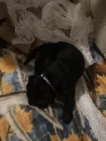 Violet purple collar girl, a female Labrador Retriever for sale in Cottageville, SC – 6 of 10