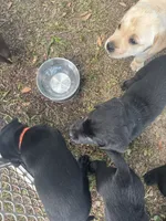 Gauge black boy orange collar , a male Labrador Retriever for sale in Cottageville, SC – 4 of 10