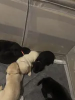 Jethro grey collar , a male Labrador Retriever for sale in Cottageville, SC – 5 of 7