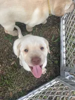 Jethro grey collar , a male Labrador Retriever for sale in Cottageville, SC – 2 of 7