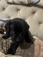 Nala Black girl pink collar , a female Labrador Retriever for sale in Cottageville, SC – 7 of 10