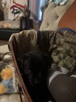 Gauge black boy orange collar , a male Labrador Retriever for sale in Cottageville, SC – 9 of 10