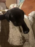 Violet purple collar girl, a female Labrador Retriever for sale in Cottageville, SC – 2 of 10