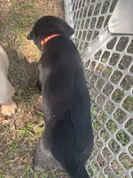 Gauge black boy orange collar , a male Labrador Retriever for sale in Cottageville, SC – 7 of 10