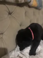 Nala Black girl pink collar , a female Labrador Retriever for sale in Cottageville, SC – 9 of 10