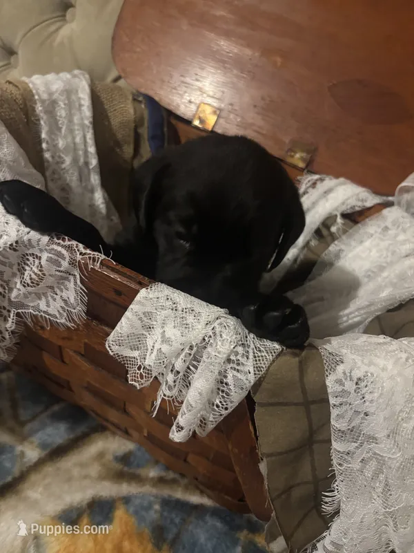 Violet purple collar girl – Labrador Retriever puppy for sale in Cottageville, SC