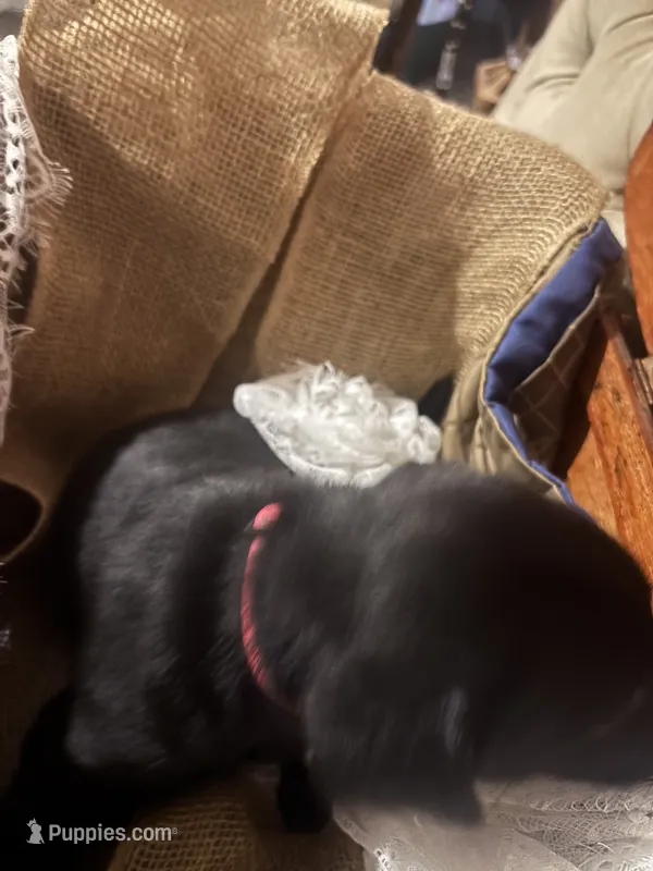 Nala Black girl pink collar  – Labrador Retriever puppy for sale in Cottageville, SC