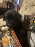 Gauge black boy orange collar , a male Labrador Retriever for sale in Cottageville, SC – 5 of 10