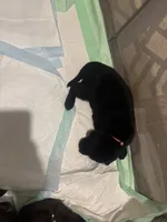 Nala Black girl pink collar , a female Labrador Retriever for sale in Cottageville, SC – 2 of 10