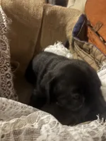 Nala Black girl pink collar , a female Labrador Retriever for sale in Cottageville, SC – 3 of 10