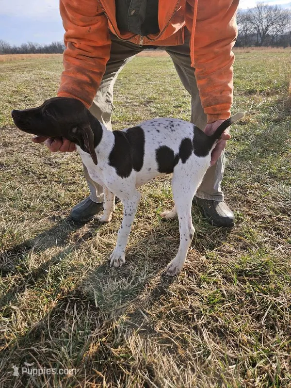 Pete, a male German Shorthaired Pointer for sale in Strawberry Point, IA – Photo 1 of 2