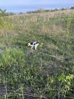 Pete, a male German Shorthaired Pointer for sale in Strawberry Point, IA – Photo 2 of 2
