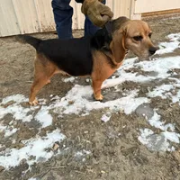 Jaz g, a female Beagle for sale in Strawberry Point, IA – Photo 3 of 4