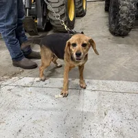 Jaz g, a female Beagle for sale in Strawberry Point, IA – Photo 1 of 4