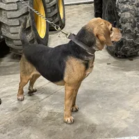 Jaz g, a female Beagle for sale in Strawberry Point, IA – Photo 4 of 4