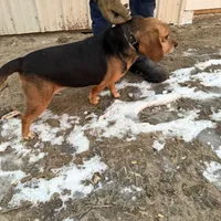 Jaz g, a female Beagle for sale in Strawberry Point, IA – Photo 2 of 4