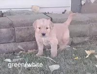 Green/white boy, a male Golden Retriever for sale in Connell, WA – 2 of 2