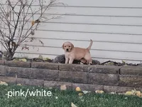 Pink/white girl, a female Golden Retriever for sale in Connell, WA – 2 of 2