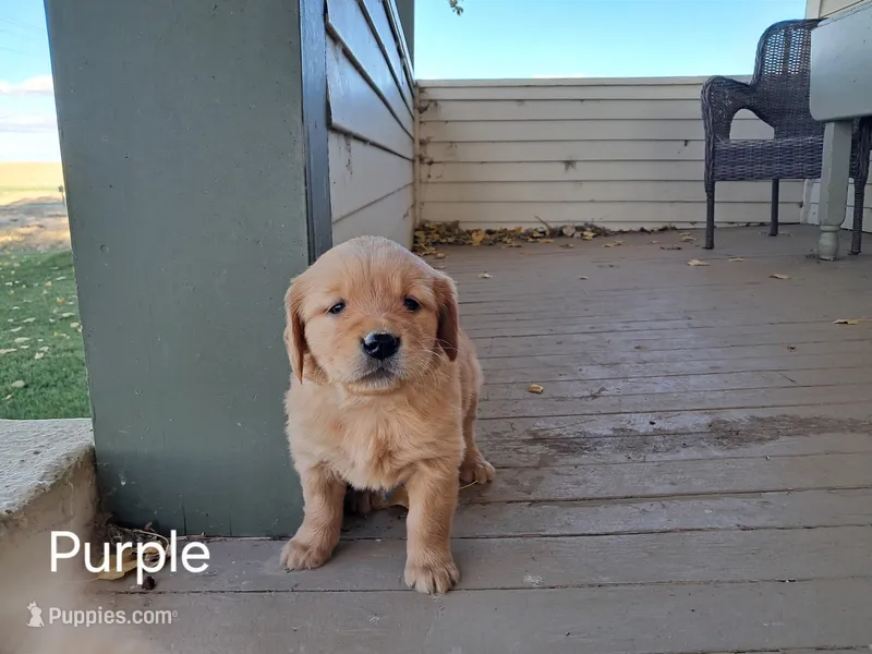Purple girl – Golden Retriever puppy for sale in Connell, WA