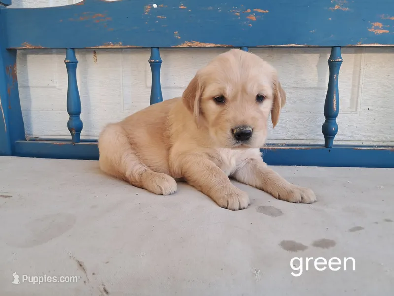 Green boy – Golden Retriever puppy for sale in Connell, WA