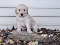 Orange boy, a male Golden Retriever for sale in Connell, WA – 2 of 2