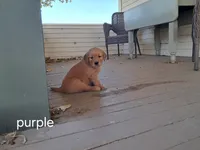 Purple girl, a female Golden Retriever for sale in Connell, WA – 2 of 2