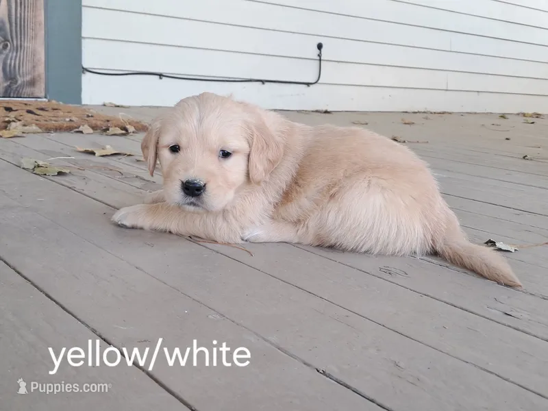 Yellow/white girl – Golden Retriever puppy for sale in Connell, WA