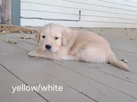 Yellow/white girl, a female Golden Retriever for sale in Connell, WA – 1 of 2
