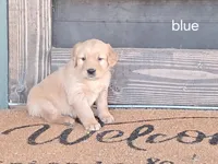 Blue boy, a male Golden Retriever for sale in Connell, WA – 1 of 2