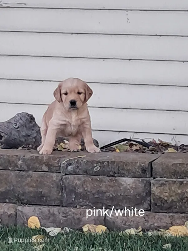 Pink/white girl – Golden Retriever puppy for sale in Connell, WA