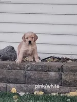 Pink/white girl, a female Golden Retriever for sale in Connell, WA – 1 of 2
