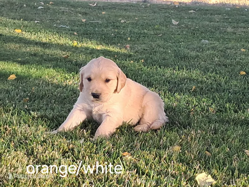 Orange/White boy – Golden Retriever puppy for sale in Connell, WA