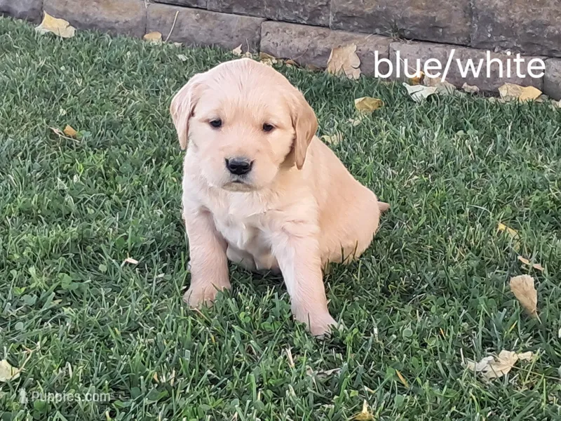 Blue/white boy – Golden Retriever puppy for sale in Connell, WA