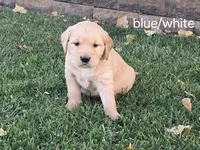 Blue/white boy, a male Golden Retriever for sale in Connell, WA – 1 of 2