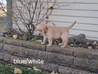 Blue/white boy, a male Golden Retriever for sale in Connell, WA – 2 of 2