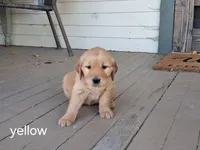 Yellow girl, a female Golden Retriever for sale in Connell, WA – 2 of 2