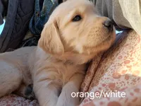 Orange/White boy, a male Golden Retriever for sale in Connell, WA – 2 of 2