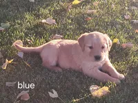 Blue boy, a male Golden Retriever for sale in Connell, WA – 2 of 2