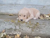 Yellow/white girl, a female Golden Retriever for sale in Connell, WA – 2 of 2