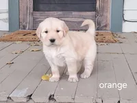 Orange boy, a male Golden Retriever for sale in Connell, WA – 1 of 2