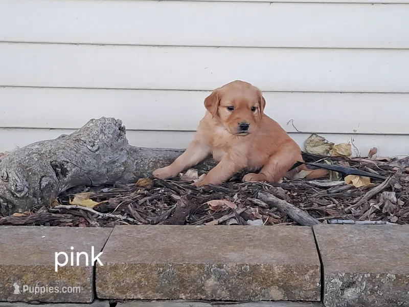 Pink girl – Golden Retriever puppy for sale in Connell, WA