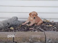Pink girl, a female Golden Retriever for sale in Connell, WA – 1 of 2