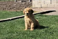 Molly girl, a female Golden Retriever for sale in Connell, WA – Photo 2 of 3