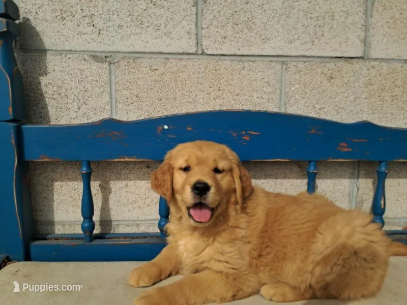 Molly girl – Golden Retriever puppy for sale in Connell, WA