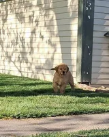 Molly girl, a female Golden Retriever for sale in Connell, WA – Photo 3 of 3