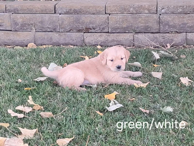 Green/white boy – Golden Retriever puppy for sale in Connell, WA