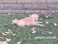 Green/white boy, a male Golden Retriever for sale in Connell, WA – 1 of 2