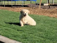 Molly boy, a male Golden Retriever for sale in Connell, WA – Photo 3 of 4
