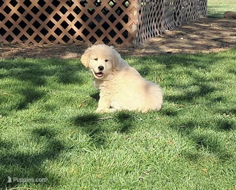 Molly boy – Golden Retriever puppy for sale in Connell, WA