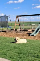 Molly boy, a male Golden Retriever for sale in Connell, WA – Photo 2 of 4